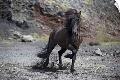 Icelandic Black Stallion, Iceland