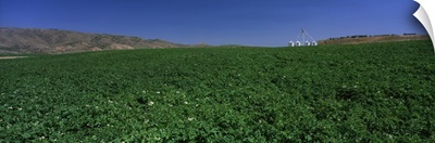 Idaho, Burley, Potato field surrounded by mountains