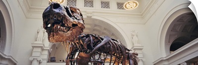 Illinois, Chicago, Stanley Field Hall, Low angle view of a Tyrannosaurus Rex skeleton in the Field Museum of Natural History