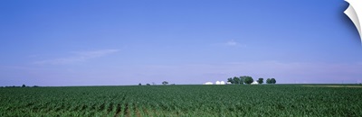 Illinois, Marion County, View of a corn field
