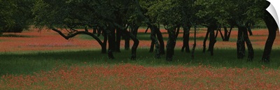 Indian paintbrush flowers and Oak trees in a park, Texas