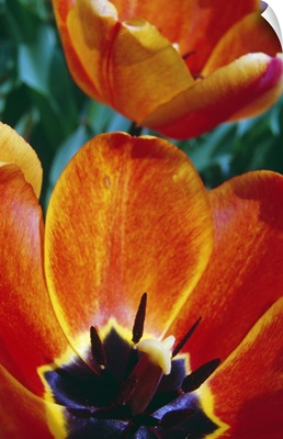 Interior of blooming tulip flowers, close up.