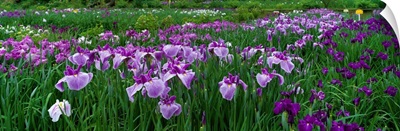 Iris Garden Nara Japan