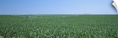 Irrigation pipeline in a corn field, Kearney County, Nebraska
