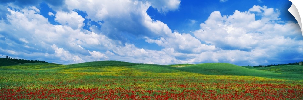 Panoramic view of an open field full of bright poppy flowers under a wide open sky with lots of puffy clouds in Europe.