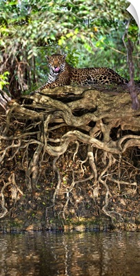 Jaguar Panthera onca resting at the riverside Three Brothers River Meeting of the Waters State Park Pantanal Wetlands Brazil