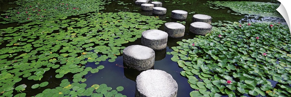 Large stepping stones stand in a pond thatos surface is covered with lily pads.
