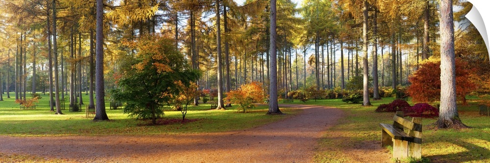 Japanese maple trees, Westonbirt Arboretum, Gloucestershire, England
