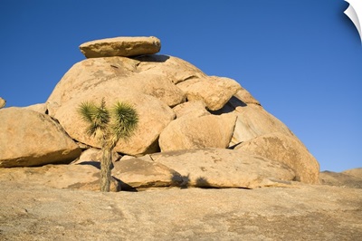 Joshua Tree In Front Of Rock