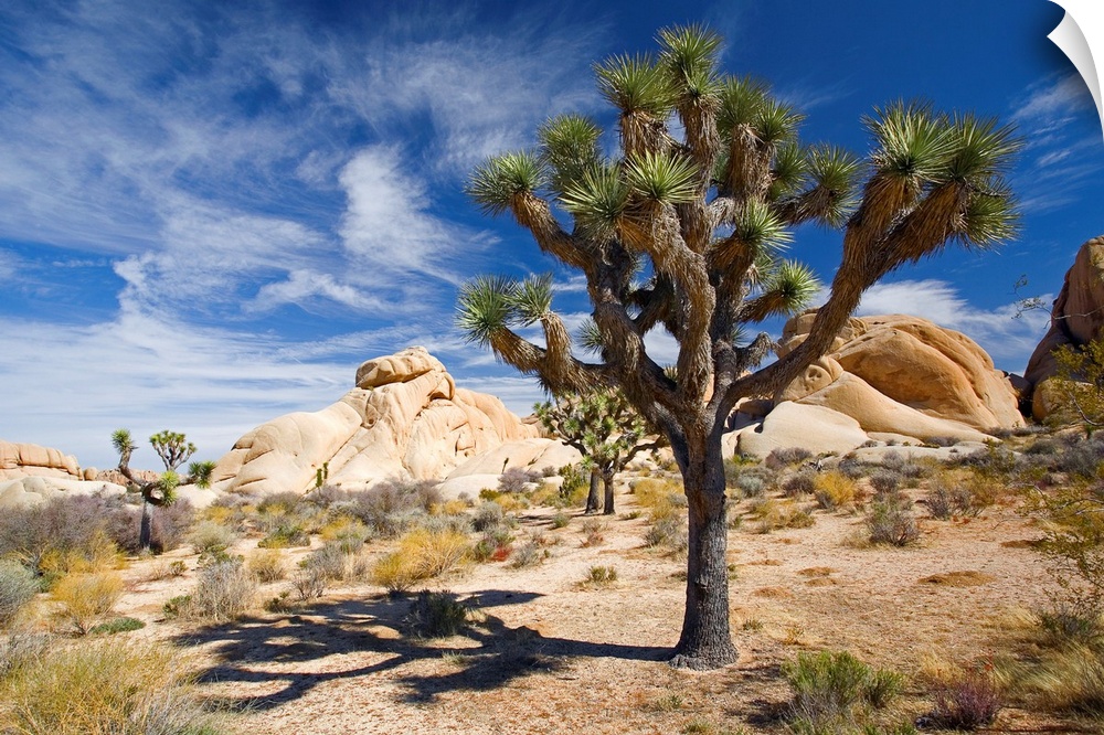 Large photograph emphasizes a lone tree sitting within a desert landscape of California.  Surrounding the tree are small p...
