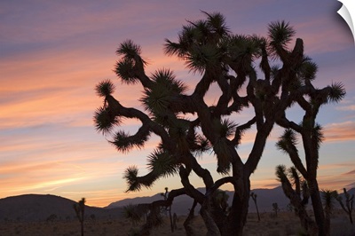 Joshua Trees Silhouetted At Sunset