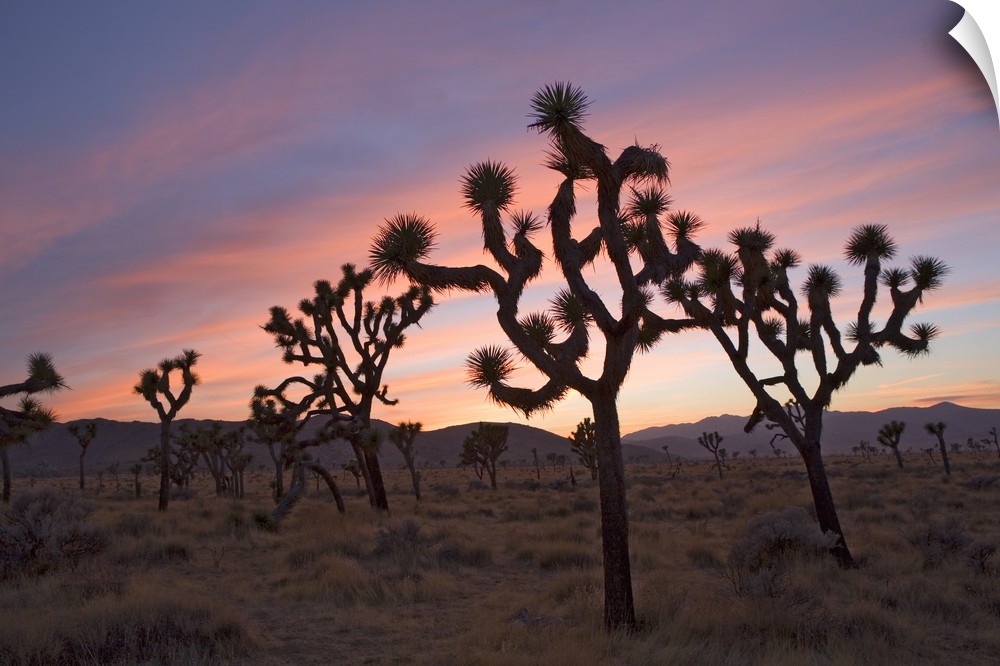 Joshua Trees Silhouetted At Sunset