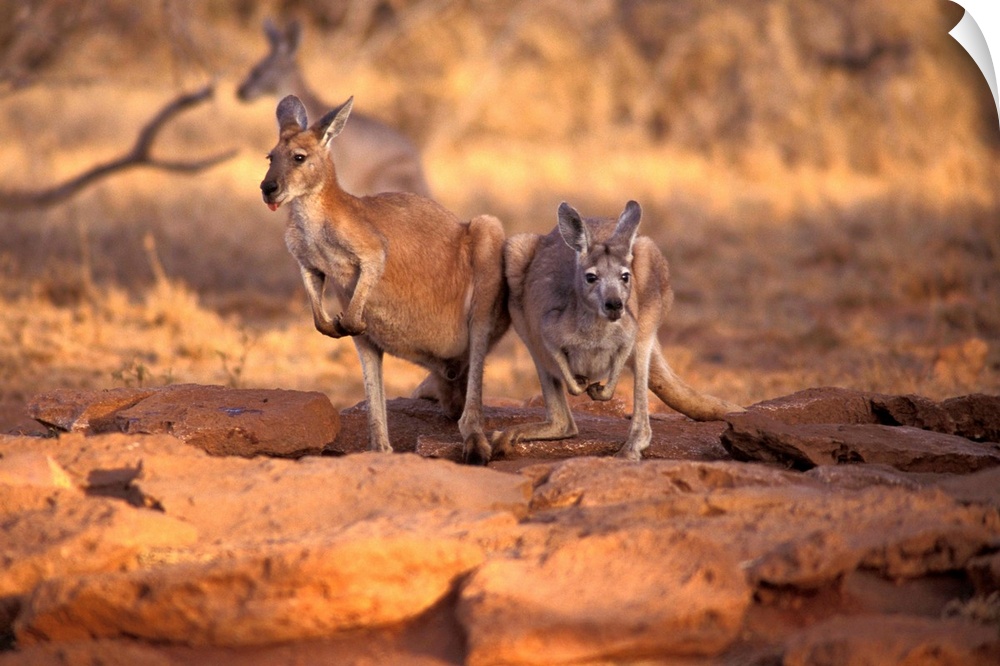 Kangaroos in the Desert