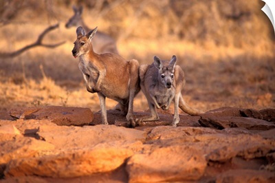 Kangaroos in the Desert