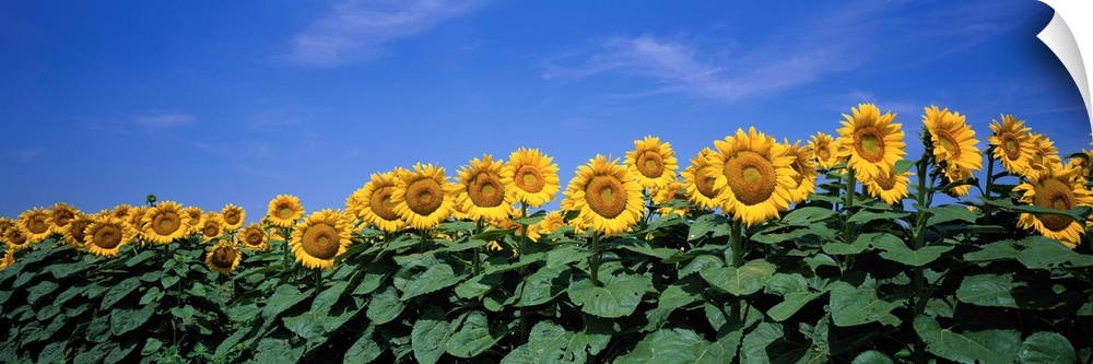 A row of tall sun flowers extending their broad leaves and following the sun against a clear blue sky.