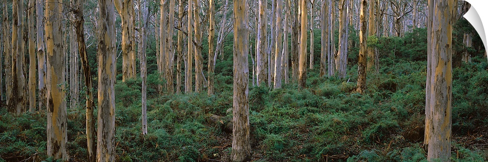 Karri Trees in a forest, Caves Road, Boranup Forest, Leeuwin Naturaliste National Park, Western Australia, Australia
