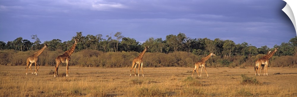 Kenya, Maasai Mara, View of a group of giraffes in the wild