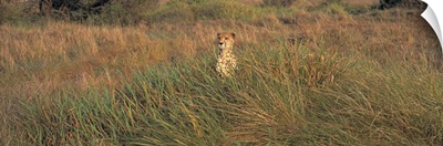 Kenya, Masai Mara National Park, View of a Cheetah camouflaged in a grassland
