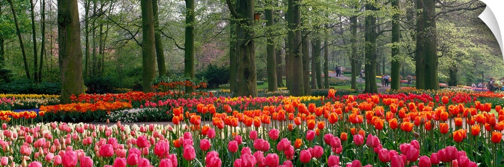 Panoramic photograph of tulips with landscaped trees in the background.
