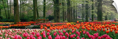 Keukenhof Garden Lisse The Netherlands