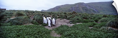 King Penguins Macquarie Island Australia