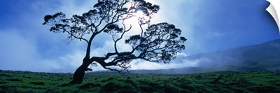 Koa tree on a landscape, Mauna Kea, Kamuela, Big Island, Hawaii