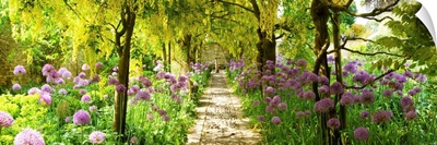 Laburnum trees at Barnsley House Gardens, Gloucestershire, England