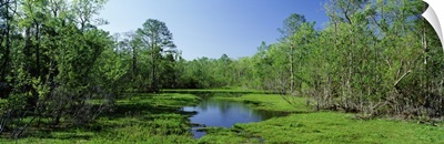 Lake in a forest, Houma area, southern Louisiana