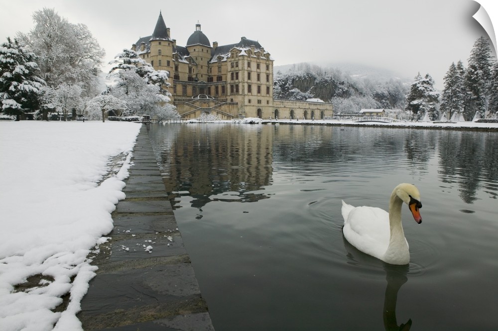 A mute swan swims in a pond in the winter near a large historic building in Europe, covered in snow.