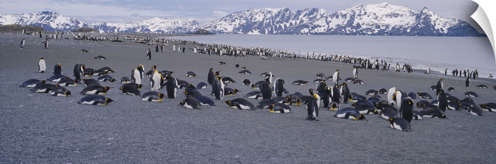 Large group of King penguins at the coast with snow capped mountains in the background, Salisbury Plain, South Georgia, An...