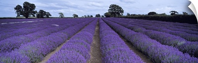 Lavender field, Faulkland, Somerset, England
