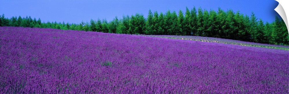 Lavender Field Hokkaido Japan