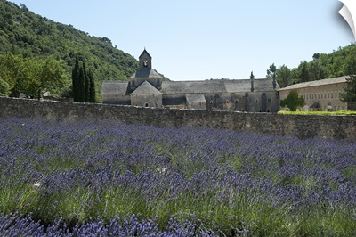 Lavender field in front of a monastery, Abbaye de Senanque