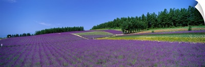 Lavender Field (Nakafurano ) Hokkaido Japan