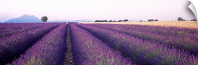 Lavender Field Plateau de Valensole France