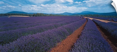 Lavender Tasmania Australia