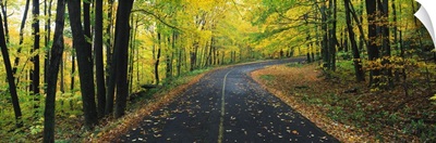 Leaf Strewn Road