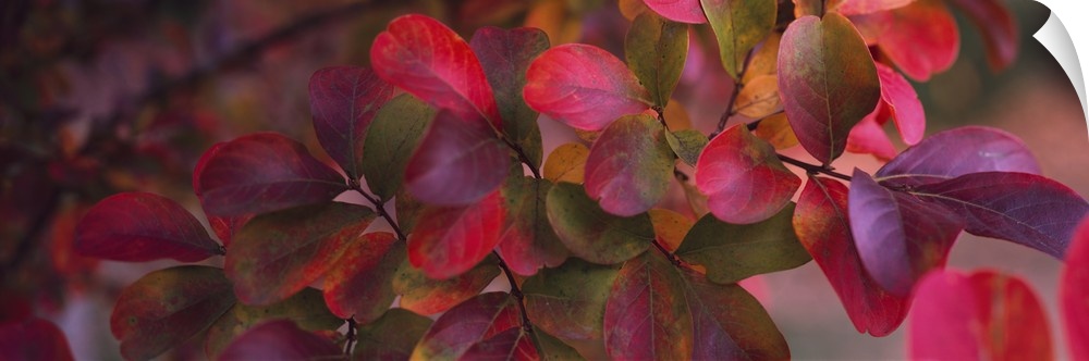 Up-close panoramic photograph of leaves on a tree branch.