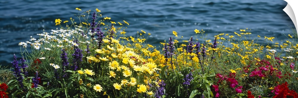 Large horizontal panoramic photograph of blooming flowers beside Leman Lake in Montreux, Switzerland.