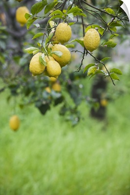 Lemons growing on a tree, Sorrento, Naples, Campania, Italy