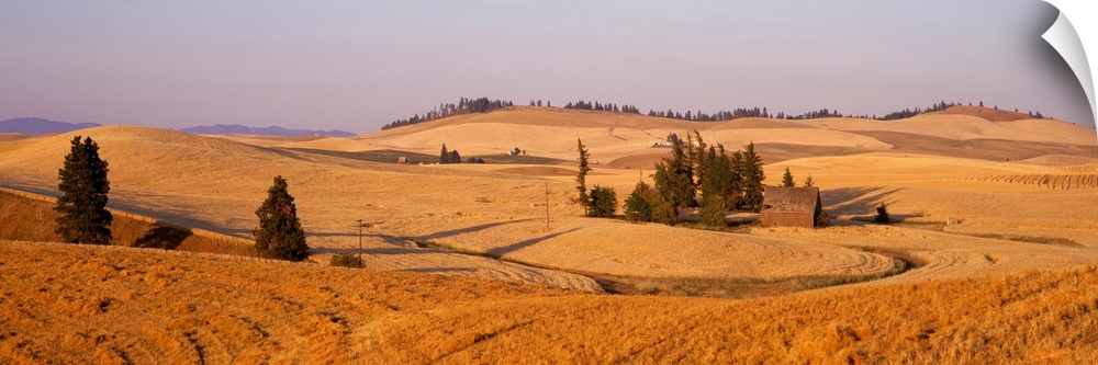 Lentil Field Palouse Country Spokane County WA