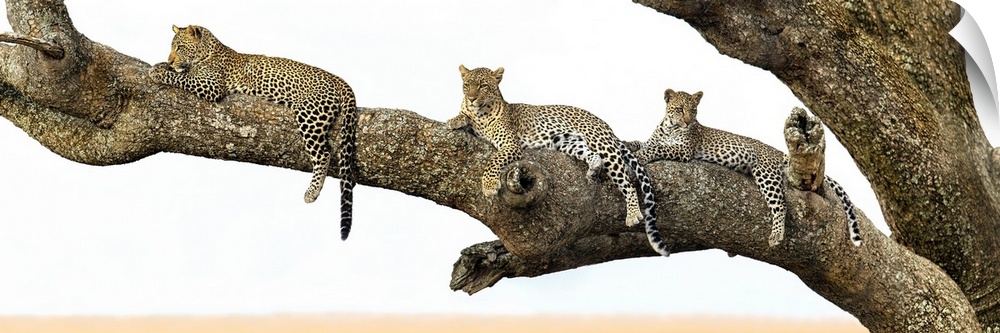 Leopard (Panthera pardus) family sitting on a tree, Serengeti National Park, Tanzania
