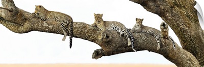 Leopard family sitting on a tree, Serengeti National Park, Tanzania