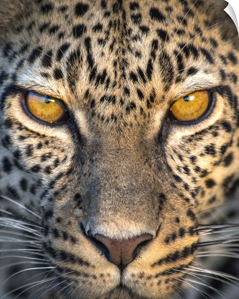 Leopard (Panthera pardus), Ndutu, Ngorongoro Conservation Area, Tanzania