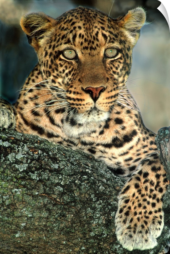 Portrait of a female leopard laying on a lichen-covered tree trunk, staring intensely off into the distance.
