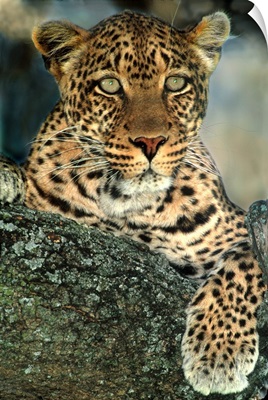 Leopardess, Tanzania, Africa