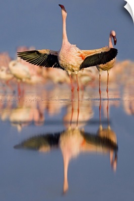 Lesser flamingo wading in water, Lake Nakuru, Kenya (Phoenicopterus minor)
