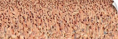 Lesser flamingos