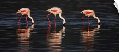 Lesser flamingos in water