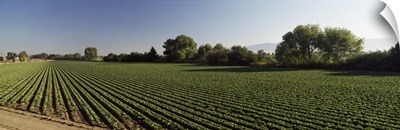Lettuce Field Salinas Valley CA